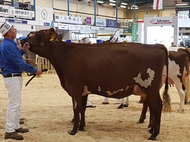 Violet dominates at the South West Dairy Show