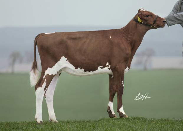 Wednesday 15th May 2019 ACS Conference Sale - Swaites Dilly 12 Sells