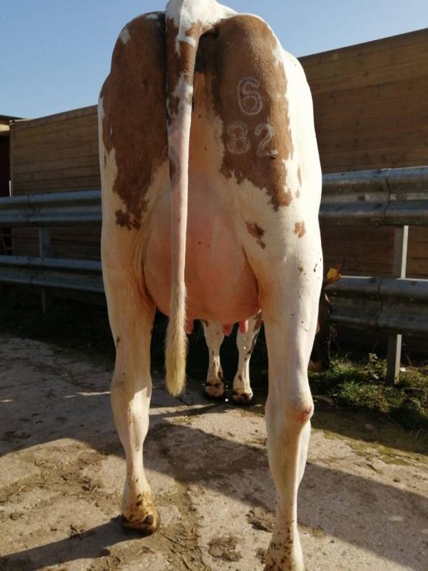 3rd Prize heifer in milk Whitecroft Ruth 170