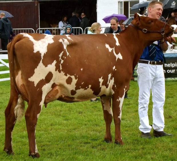 Great Yorkshire Show 2017 Results
