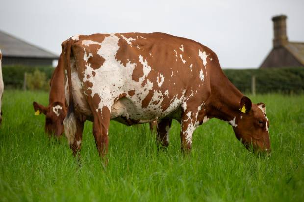 Middle Ayrshires & Whiteford Red & Whites