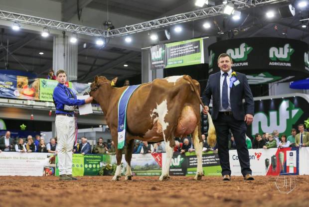 Grand Champion - Swaites Lois 8 with Jay Adamson on the strap and Judge Ian Collins