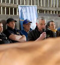 A fantastic day at Marleycote Ayrshires