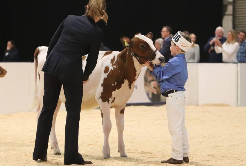 The Ayrshire World Conference Calf Show Sunday 14th July 2024 - Click here for Schedule and Entry forms