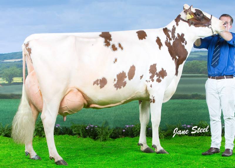 Cuthill Towers Crown Ray EX96 6E who is the grand dm of Cuthill Towers Rhino.