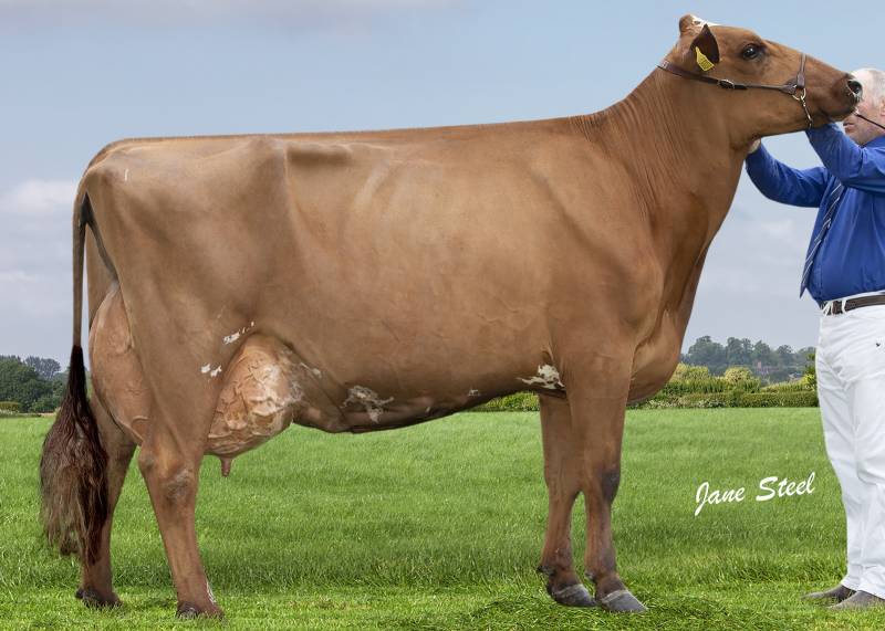 West Mossgiel Modern Reality - another great sire who is available as part of the offer, he is the sire of the current World Ayrshire conference show champion, Swaites Bracken 19.