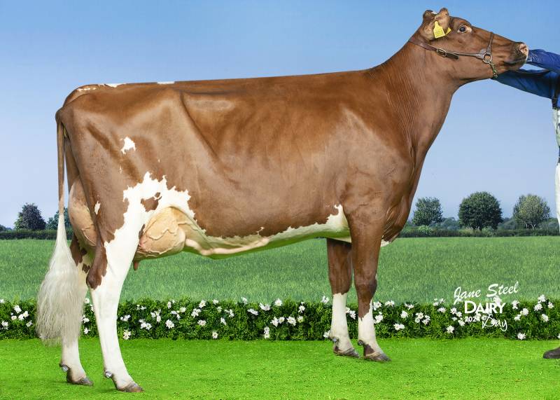 Don't miss out on the Autumn offer - Whitecroft Nectar features in this. Above is one of his great daughters the current UK Ayrshire Champion Swaites Lois .  